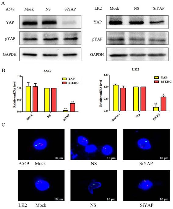 J Cancer Image