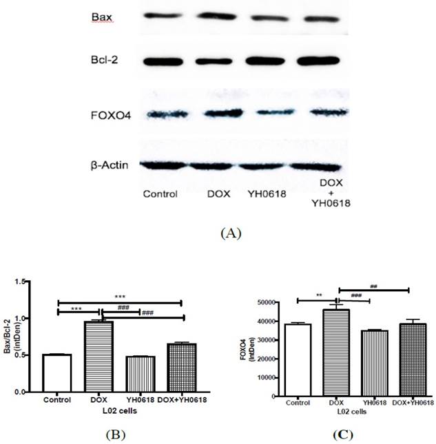 J Cancer Image