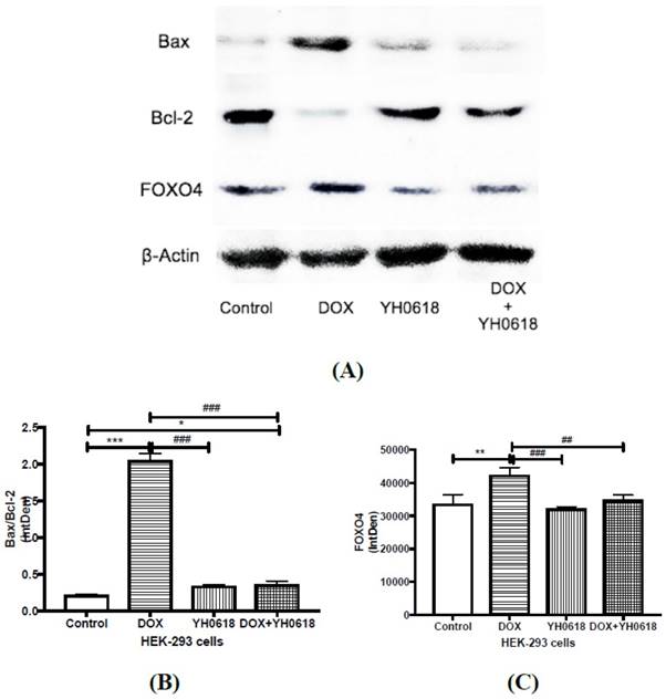 J Cancer Image