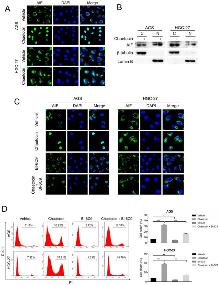 J Cancer Image