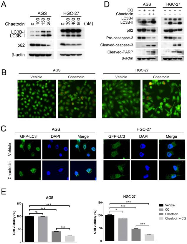 J Cancer Image