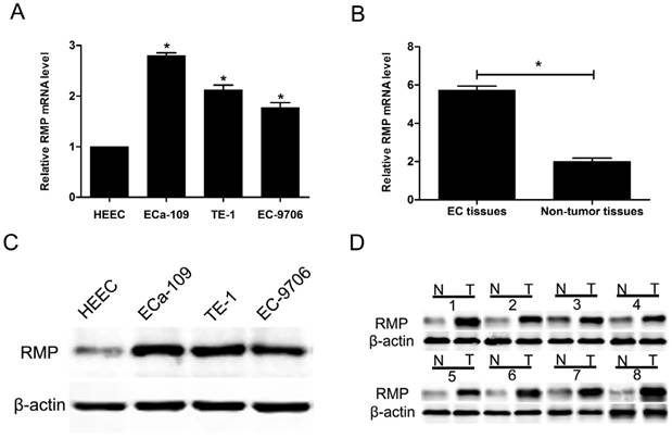 J Cancer Image