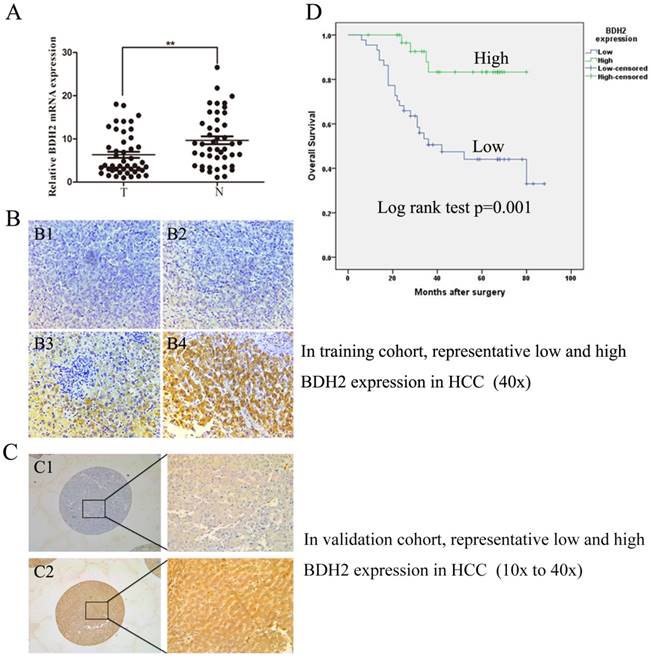 J Cancer Image