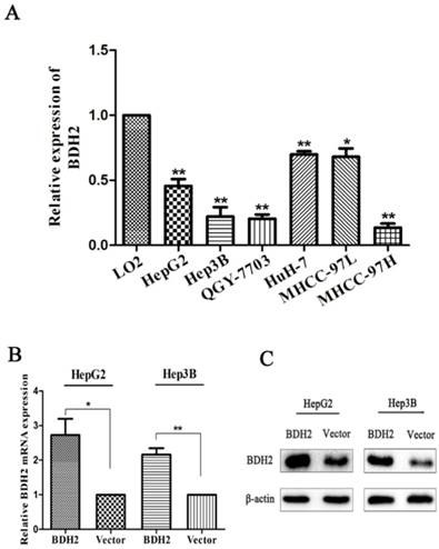 J Cancer Image