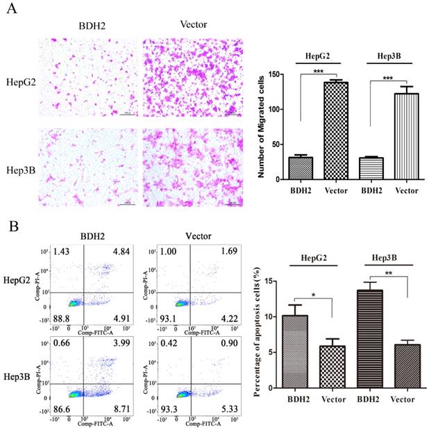 J Cancer Image