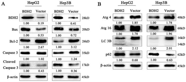 J Cancer Image