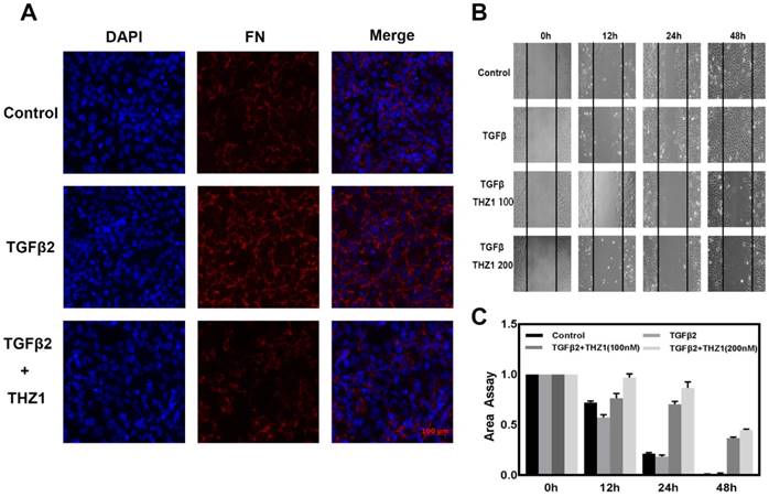 J Cancer Image