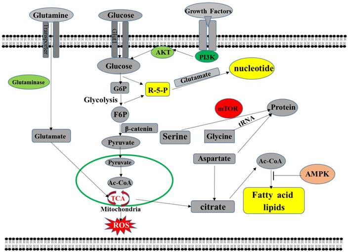 J Cancer Image