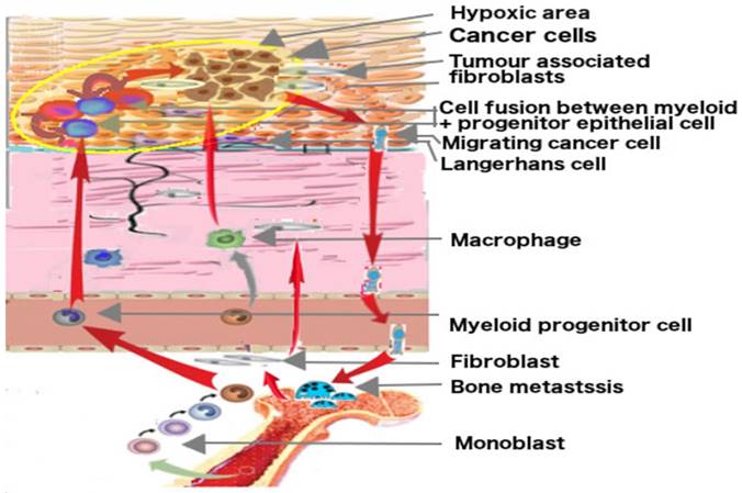 J Cancer Image