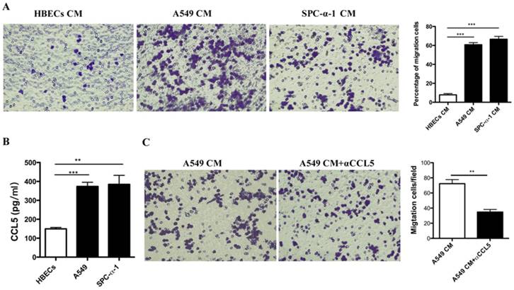 J Cancer Image