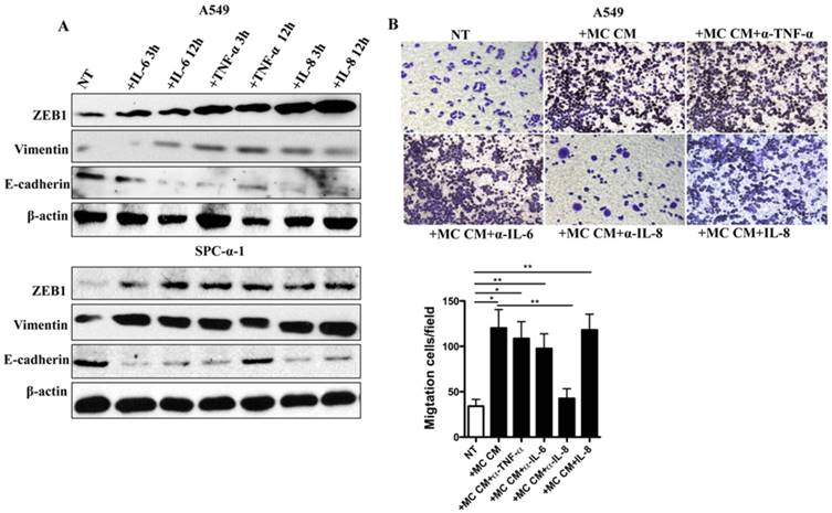 J Cancer Image