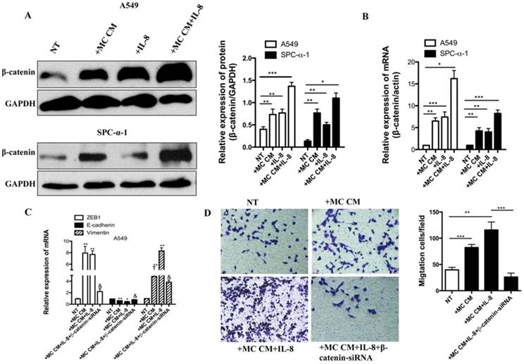 J Cancer Image