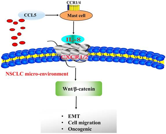 J Cancer Image