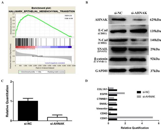 J Cancer Image