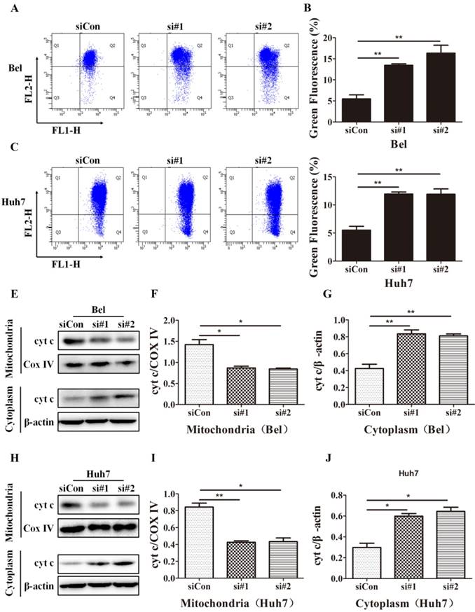 J Cancer Image