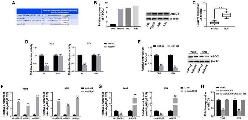 J Cancer Image