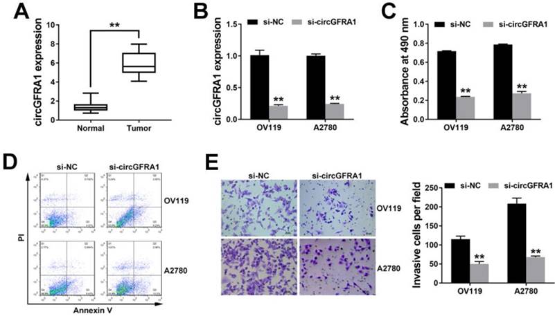 J Cancer Image