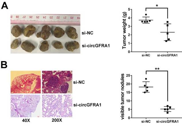 J Cancer Image