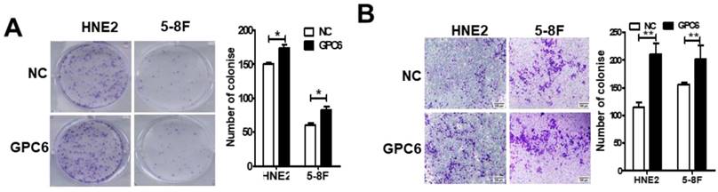 J Cancer Image