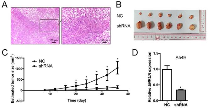 J Cancer Image