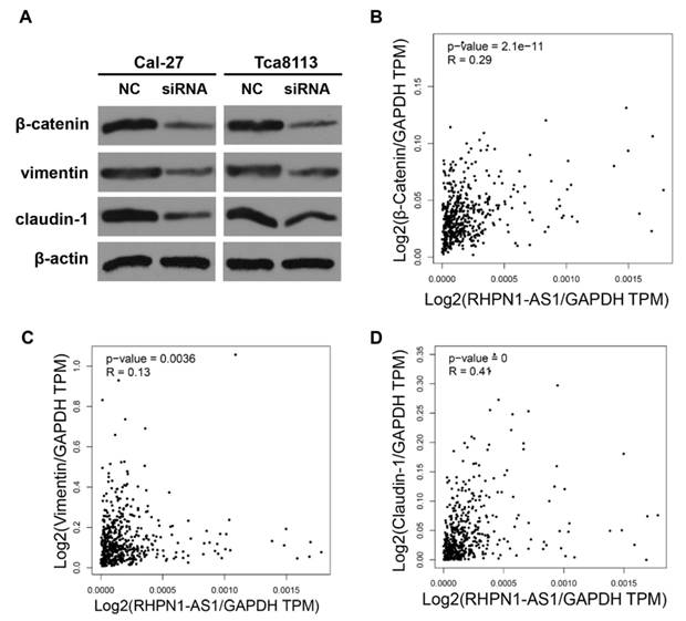 J Cancer Image