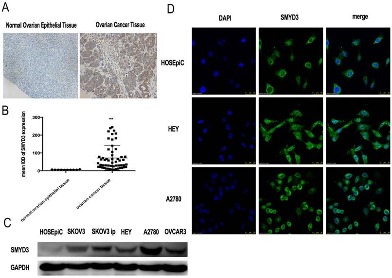 J Cancer Image