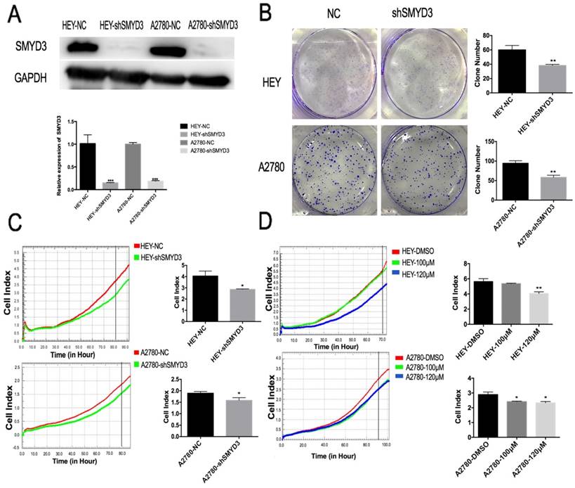 J Cancer Image