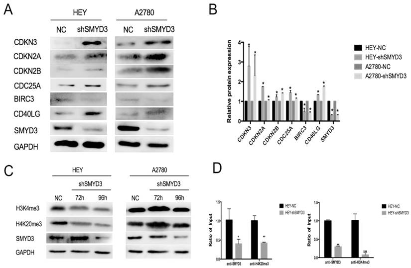 J Cancer Image