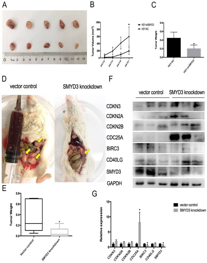 J Cancer Image