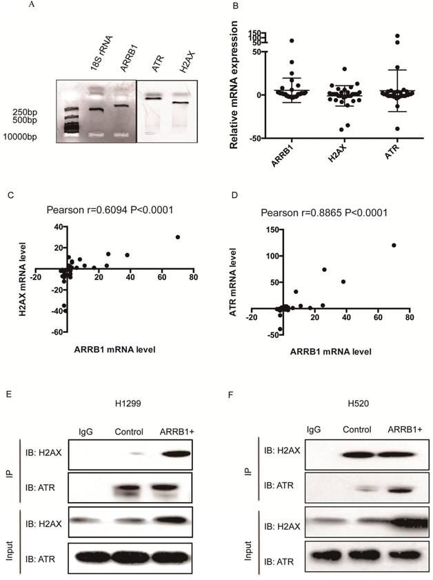 J Cancer Image