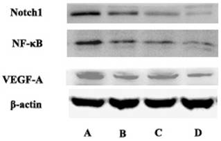 J Cancer Image