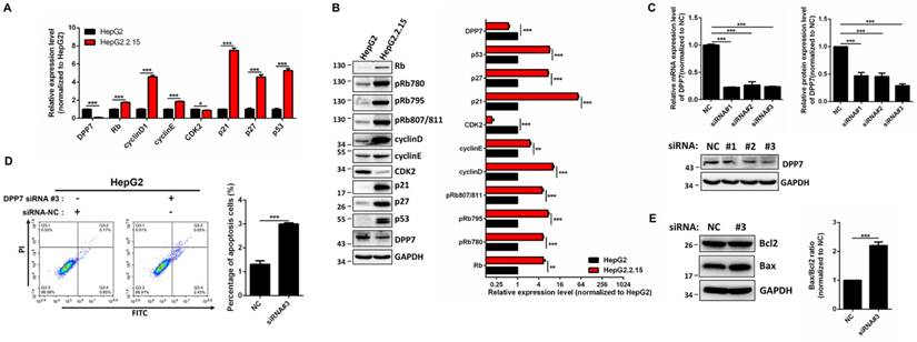 J Cancer Image