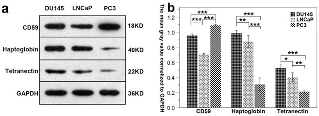 J Cancer Image