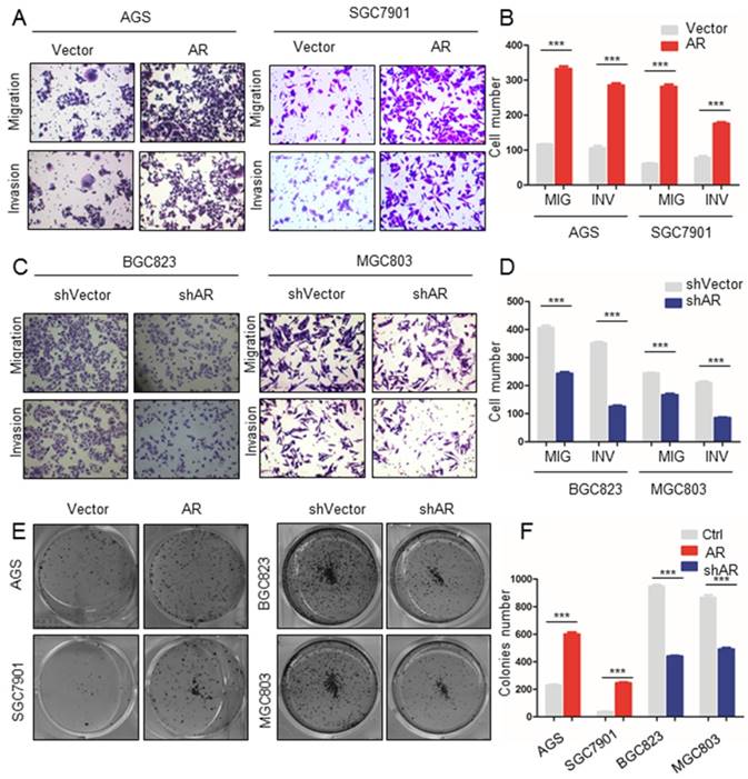 J Cancer Image