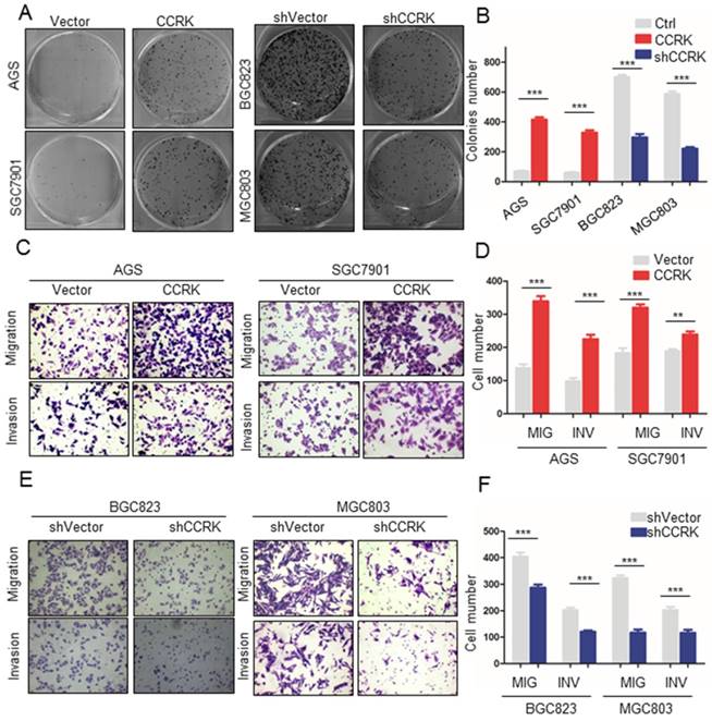 J Cancer Image