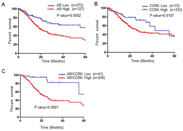 J Cancer Image