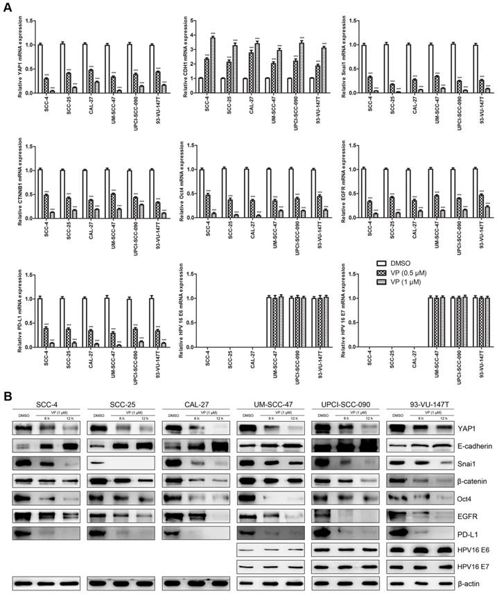 J Cancer Image