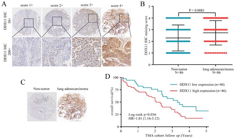 J Cancer Image