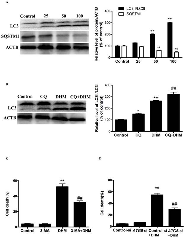 J Cancer Image