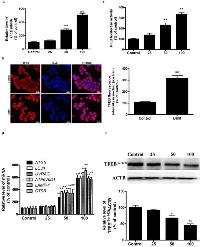 J Cancer Image