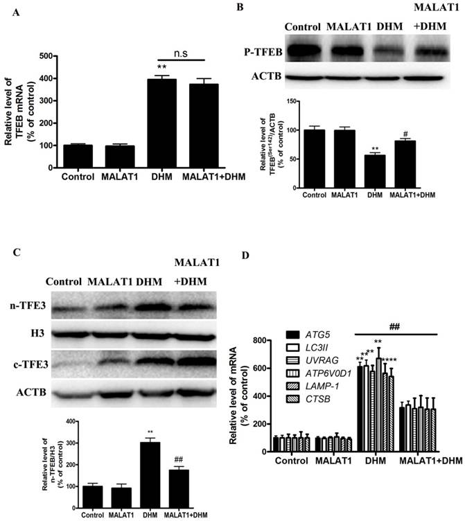 J Cancer Image