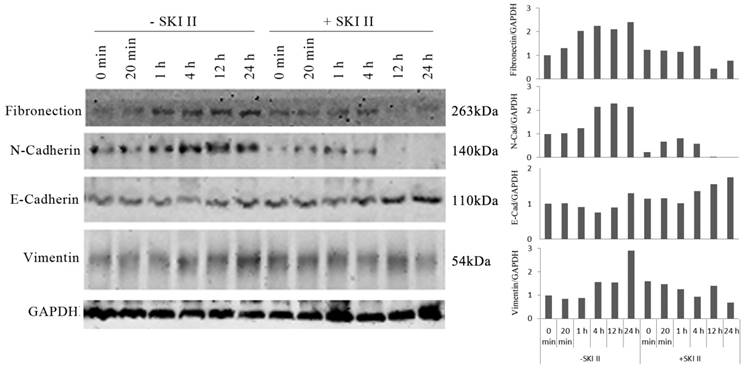 J Cancer Image