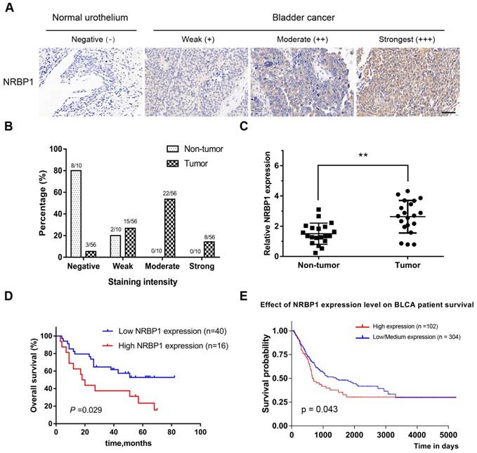 J Cancer Image