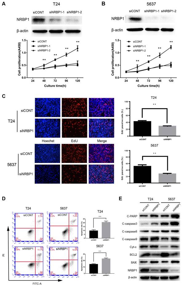 J Cancer Image