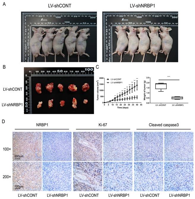 J Cancer Image