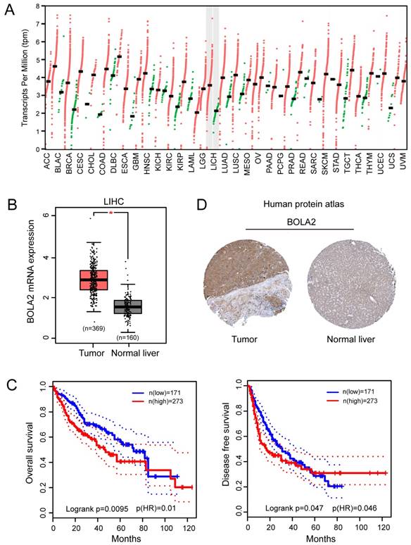 J Cancer Image