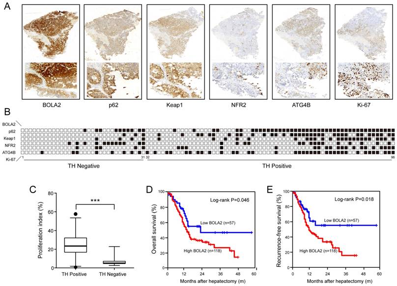 J Cancer Image