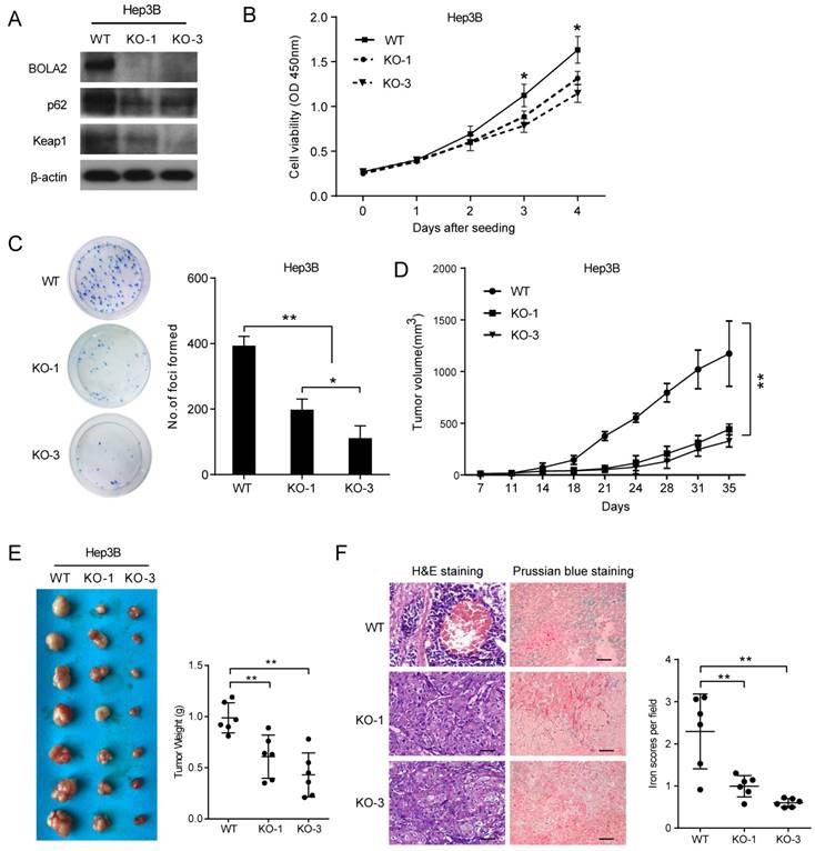 J Cancer Image