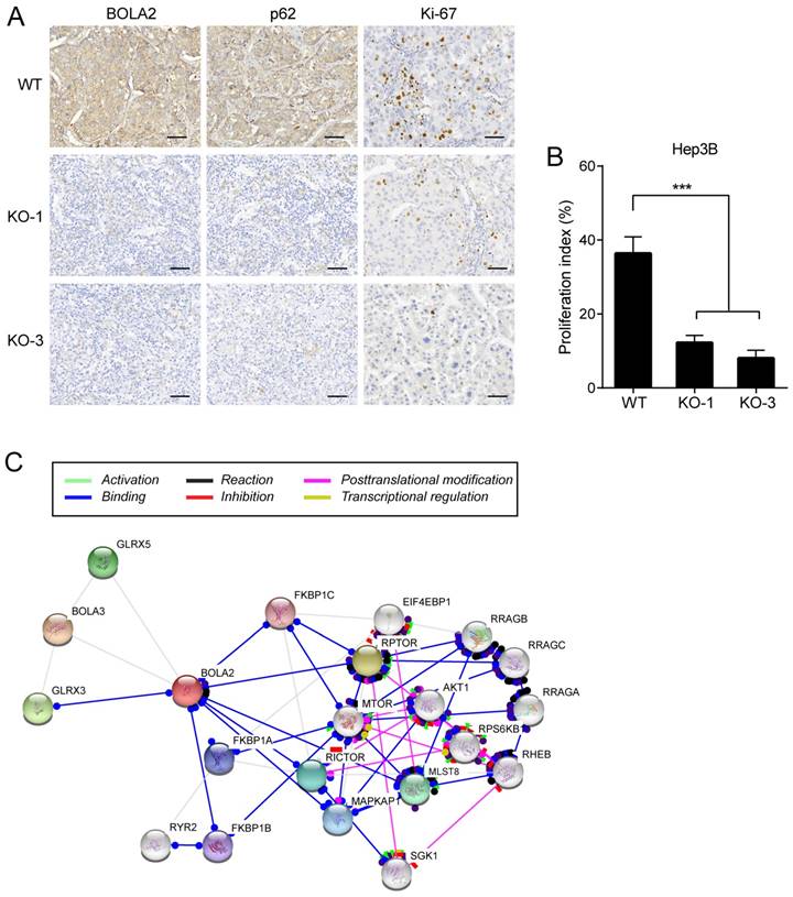 J Cancer Image