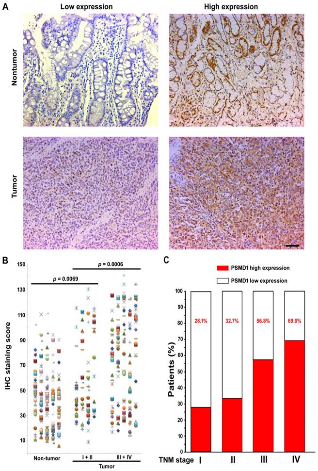 J Cancer Image